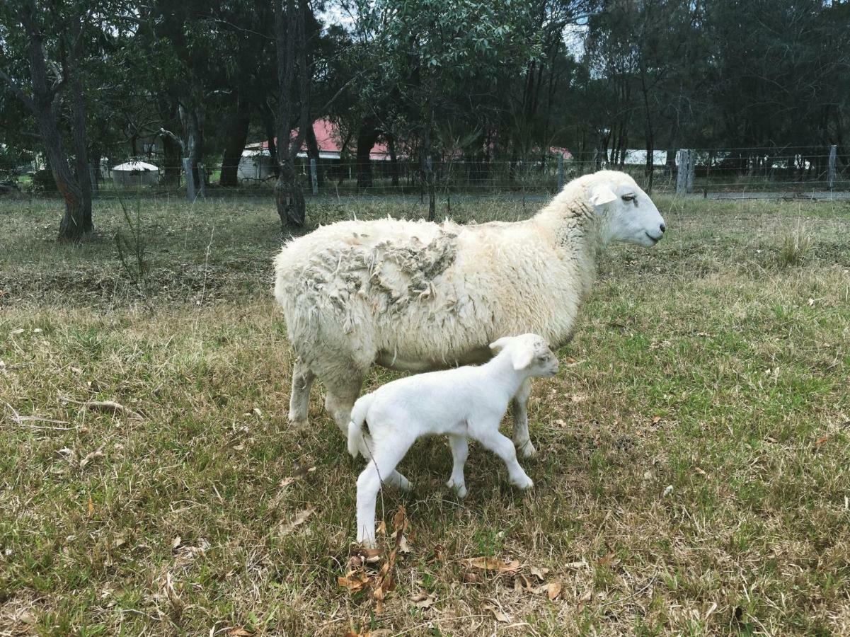Bryn Glas Farm Stay Moruya Εξωτερικό φωτογραφία
